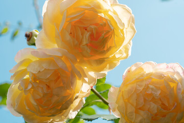 huge splendid roayl tea rose (Charles Austin) against blue sky at sunny day.  close up