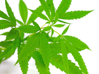Hanf, Cannabis, Bl&auml;tter vor wei&szlig;em Hintergrund