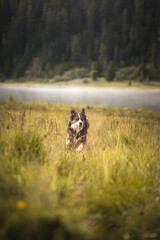 Playful Dog in Alpine Meadow