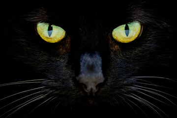 black cat portrait 