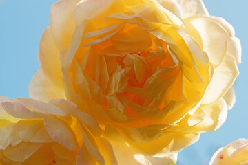 huge splendid roayl tea rose (Charles Austin) against blue sky at sunny day.  macro