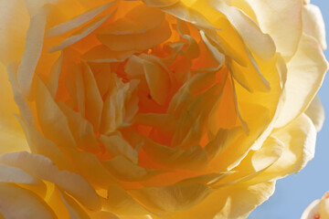 huge splendid roayl tea rose (Charles Austin) against blue sky at sunny day.  macro