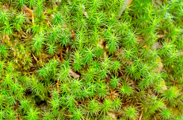 Green moss. Close up. Abstract natural background. - 696068736