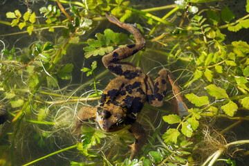 One frog in a pond is pushed away by another one. 