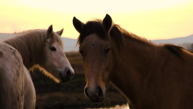 Wild Horses Grazing in the Reed Field at Sunset
