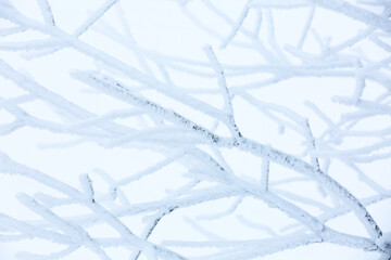 Beautiful tree branches covered with snow on winter day, closeup