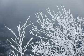 Beautiful tree branches covered with snow on winter day, closeup