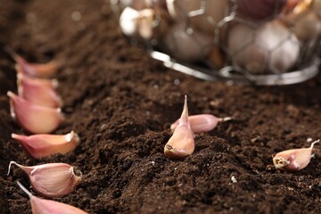 Garlic cloves in fertile soil, closeup. Vegetable planting