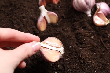 Woman planting garlic cloves into fertile soil, closeup. Space for text
