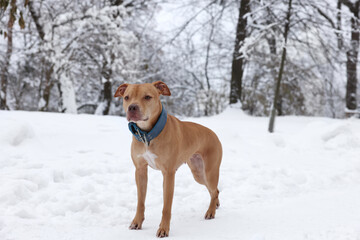 Cute ginger dog in snowy forest on winter day