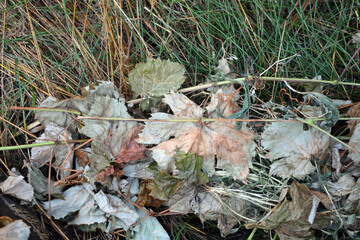 Dry, fallen green-yellow grape leaves lie on long, dry, green grass.