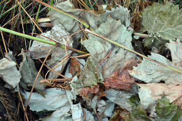 Dry, fallen green-yellow grape leaves lie on long, dry, green grass.