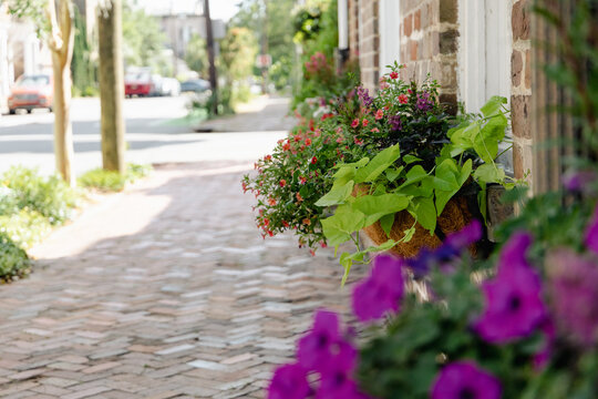 colorful plants and flowers blooming outside along an old cobblestone sidewalk