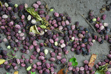 Ripe, ripe, dark, pink and unripe mulberry fruits that have fallen from the tree to the ground.