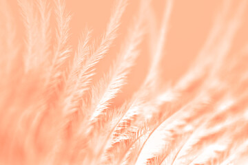 Color of the year 2024. Peach pastel macro background. Abstract nature wallpaper. feather closeup.