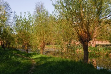 Footpath around the willows by the water. Slaniska, Studenka. Northeast Moravia. Czechia. 