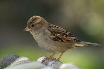 House sparrow, female on a stick near stones. Czechia. 