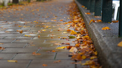 Fototapeta premium falling leaves on the street, raining day, season change in Amsterdam