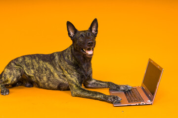 A bossy looking dog Dutch shepherd at a computer. Concept of a strict manager, office related humor