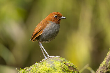 Bicolored Antpitta perched on a moss-covered rock in the forest
