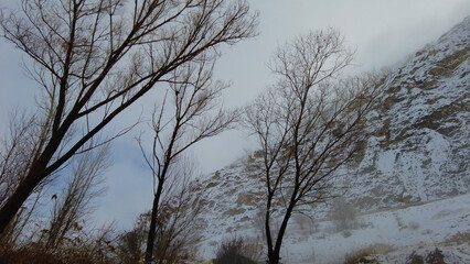 Snow, fog and trees in the winter season.