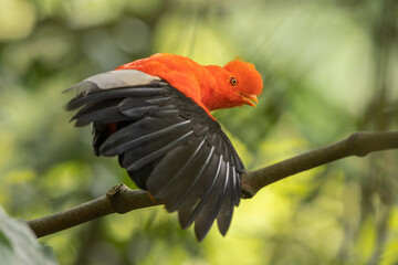 Andean Cock-of-the-rock perched on a branch in the forest and spreading its wings