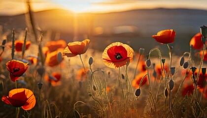 beautiful nature background with red poppy flower poppy in the sunset in the field remembrance day veterans day lest we forget concept - obrazy, fototapety, plakaty