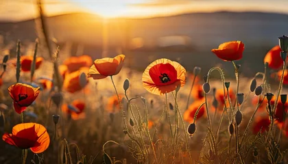 Zelfklevend Fotobehang beautiful nature background with red poppy flower poppy in the sunset in the field remembrance day veterans day lest we forget concept © Patti