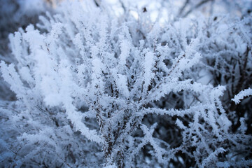 Close-up of tree branches covered with frost