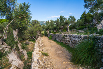 Picturesque view of olive trees. A path made of stones among an olive garden. Mallorca, Spain, Mediterranean Sea