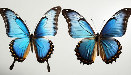 amazing common morpho butterflies flying on white background