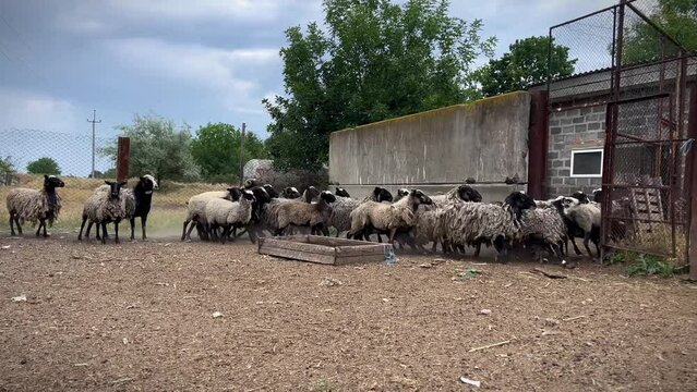 Sheep farm. Free-range sheep. Sheep husbandry.