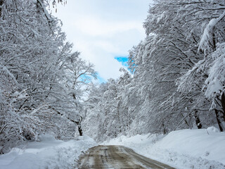 Snow covered beech trees along a forest road during winter season, Carpathia, Romania. Clear skies....