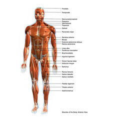 Labeled Muscles of the Human Body Chart, Anterior View - 696086944