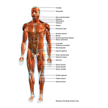Labeled Muscles of the Human Body Chart, Anterior View