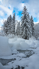 A frozen river covered with deep snow, inside a coniferous forest. A thick layer of snow is covering the frozen landscape. White snow covers the evergreen trees. Avrig valley, Carpathia, Romania.