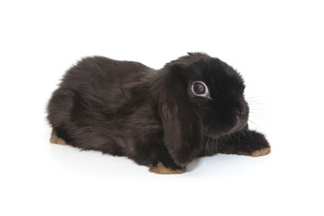 Little decorative fold rabbit  in black