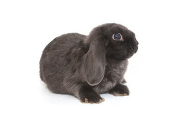 Little decorative fold rabbit  in grey