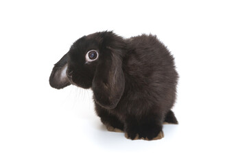 Little decorative fold rabbit  in black