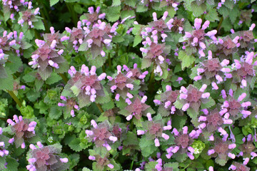 Naklejka premium It blooms in nature deaf nettle purple (Lamium purpureum)