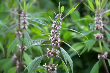 In the meadow among the herbs grow dog nettle is five-bladed (Leonurus quinquelobatus)