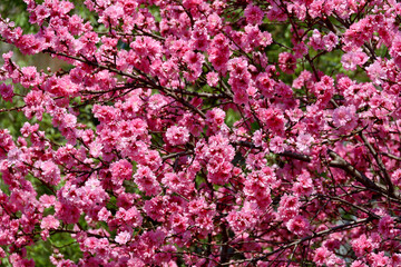 Background material photo of a close-up of cherry blossoms in full bloom