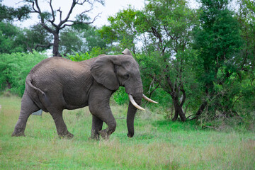 Beautiful wild elephant in her natural habitat in South Africa