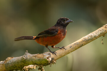 Female Crimson-backed Tanager perched on a branch