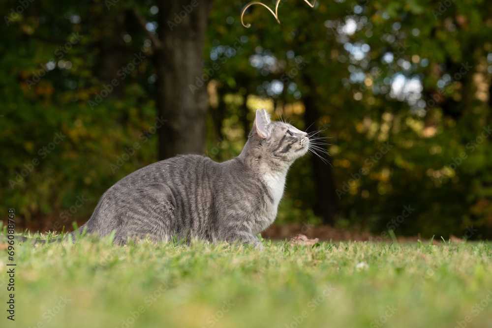 Canvas Prints tabby cat and green grass