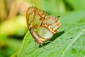 Malachite butterfly on leaf