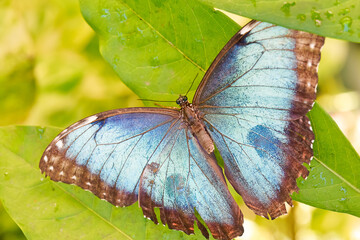 Blue morpho butterfly on leaf
