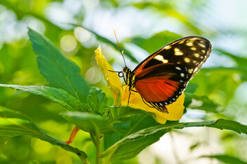 Cream-spotted Tigerwing butterfly on flower