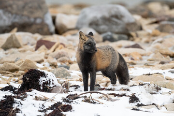 Cross fox on rock and snow covered ground