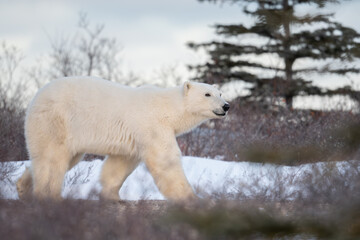 Polar bear near Churchill, Manitoba